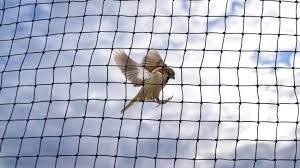 Residential Bird Netting